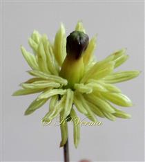  Stamens and Pistil